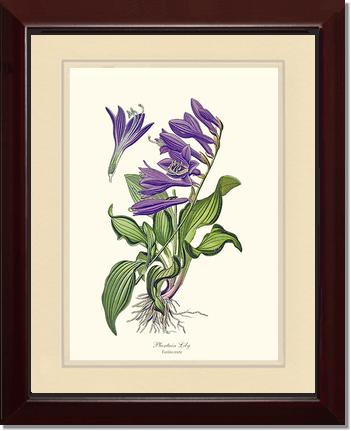 Lily, Plantain | Flower/Floral Art Print