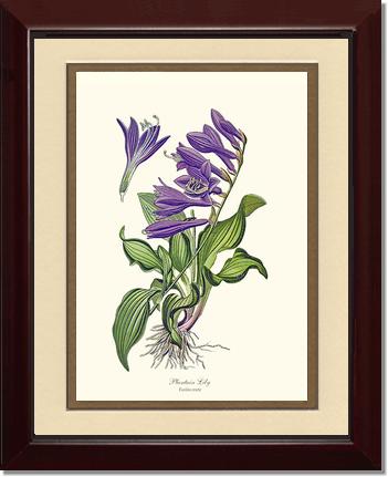 Lily, Plantain | Flower/Floral Art Print