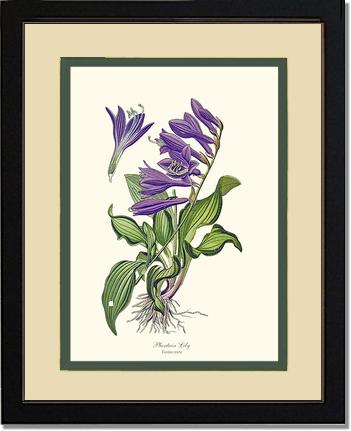 Lily, Plantain | Flower/Floral Art Print
