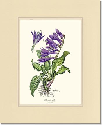 Lily, Plantain | Flower/Floral Art Print