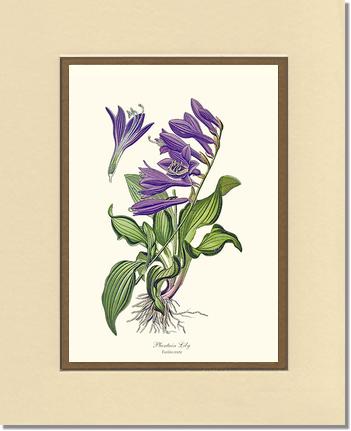 Lily, Plantain | Flower/Floral Art Print