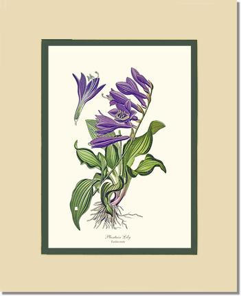 Lily, Plantain | Flower/Floral Art Print