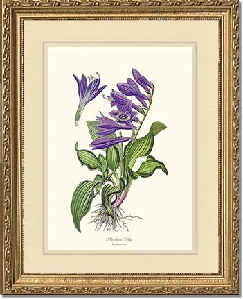 Lily, Plantain | Flower/Floral Art Print