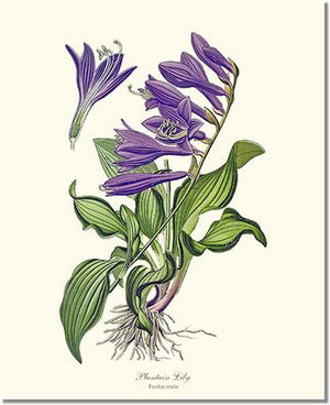 Flower Floral Print: Lily, Plantain Hosta