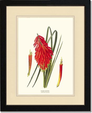 Flame Flower | Flower/Floral Art Print