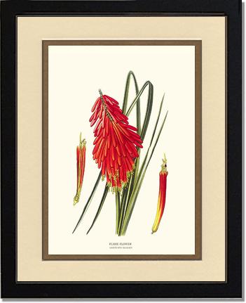 Flame Flower | Flower/Floral Art Print