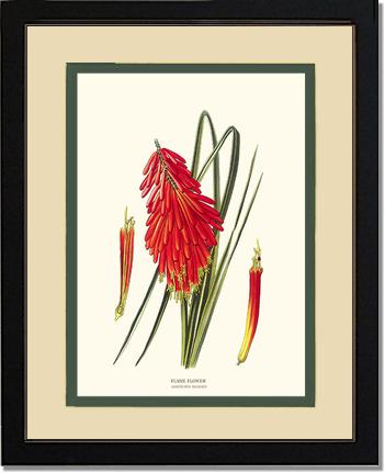 Flame Flower | Flower/Floral Art Print