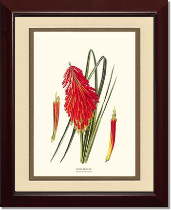 Flame Flower | Flower/Floral Art Print