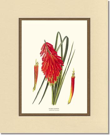 Flame Flower | Flower/Floral Art Print