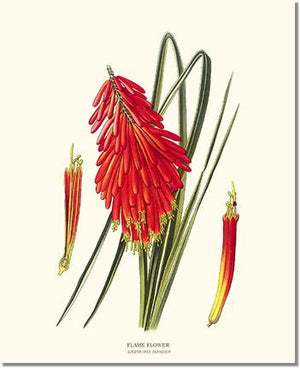 Flower Floral Print:  Flame Flower, Kniphofia