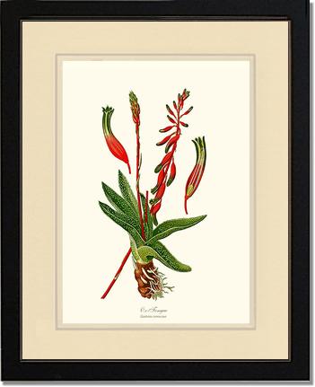 Gasteria verrucosa | Flower/Floral Art Print