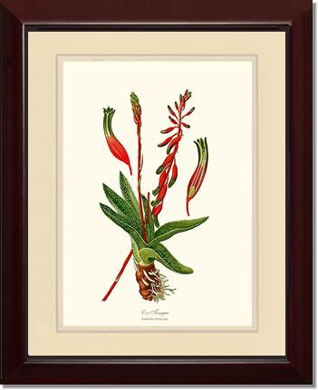 Gasteria verrucosa | Flower/Floral Art Print