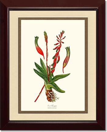 Gasteria verrucosa | Flower/Floral Art Print