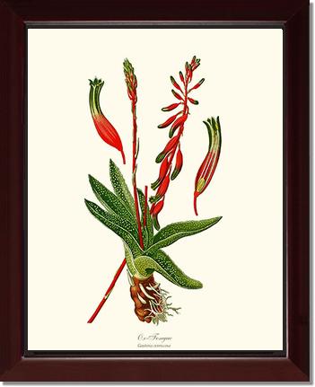 Gasteria verrucosa | Flower/Floral Art Print