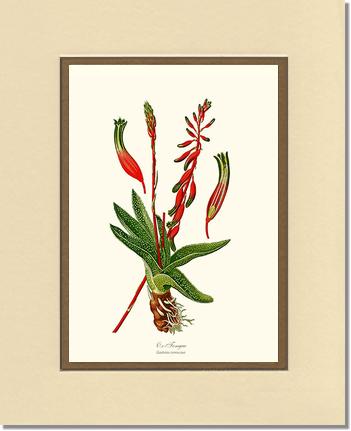 Gasteria verrucosa | Flower/Floral Art Print