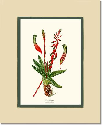 Gasteria verrucosa | Flower/Floral Art Print