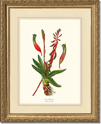 Gasteria verrucosa | Flower/Floral Art Print
