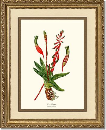 Gasteria verrucosa | Flower/Floral Art Print