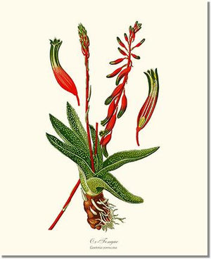 Flower Floral Print: Gasteria verrucosa