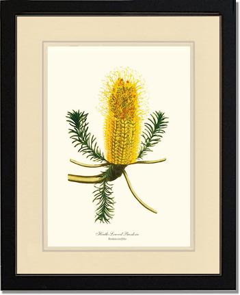 Banksia | Flower/Floral Art Print