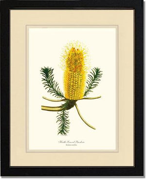 Banksia | Flower/Floral Art Print