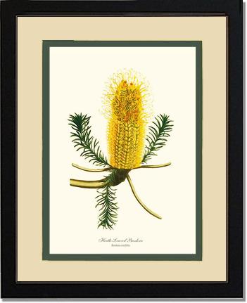 Banksia | Flower/Floral Art Print
