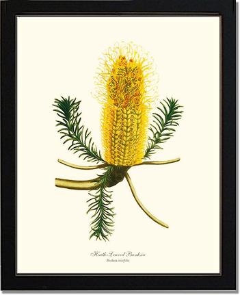 Banksia | Flower/Floral Art Print