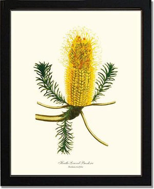 Banksia | Flower/Floral Art Print