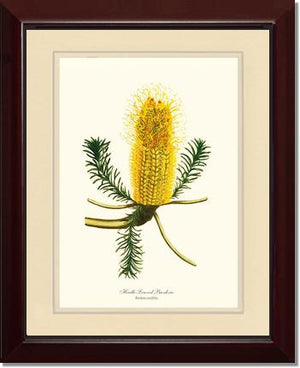 Banksia | Flower/Floral Art Print