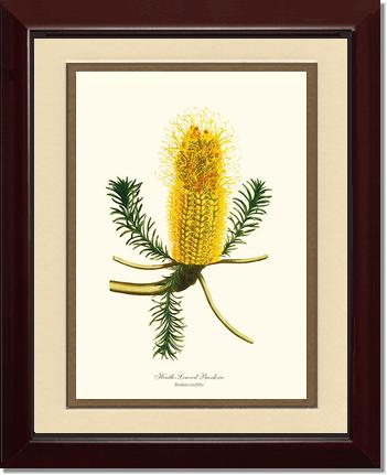 Banksia | Flower/Floral Art Print