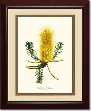 Banksia | Flower/Floral Art Print