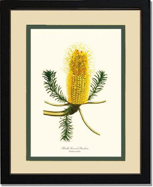 Banksia | Flower/Floral Art Print