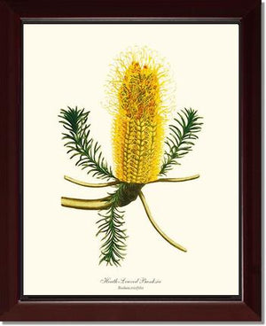 Banksia | Flower/Floral Art Print
