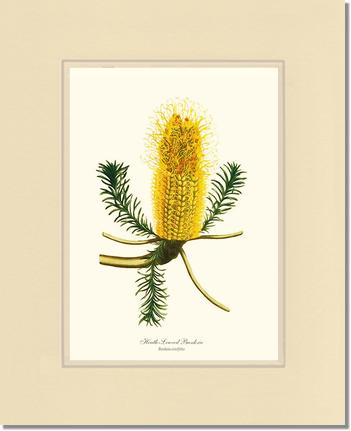 Banksia | Flower/Floral Art Print