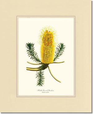 Banksia | Flower/Floral Art Print