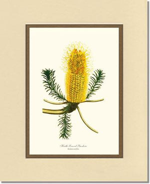 Banksia | Flower/Floral Art Print