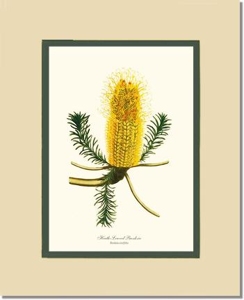 Banksia | Flower/Floral Art Print