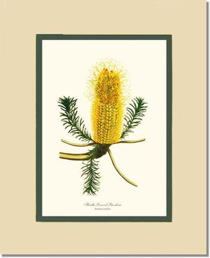 Banksia | Flower/Floral Art Print