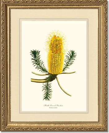 Banksia | Flower/Floral Art Print