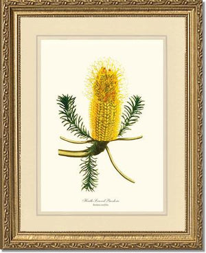 Banksia | Flower/Floral Art Print