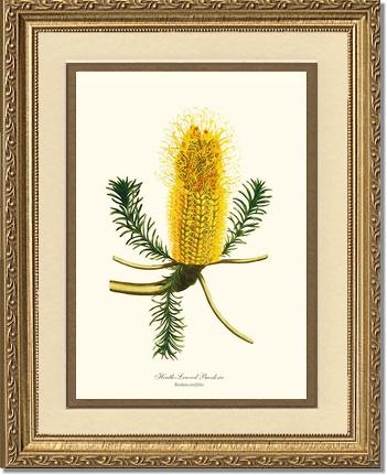 Banksia | Flower/Floral Art Print