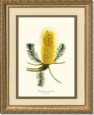 Banksia | Flower/Floral Art Print