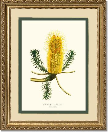 Banksia | Flower/Floral Art Print