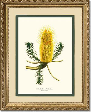 Banksia | Flower/Floral Art Print