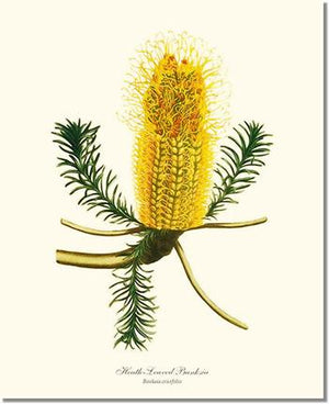 Banksia | Flower/Floral Art Print
