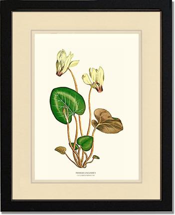 Cyclamen, Persian | Flower/Floral Art Print