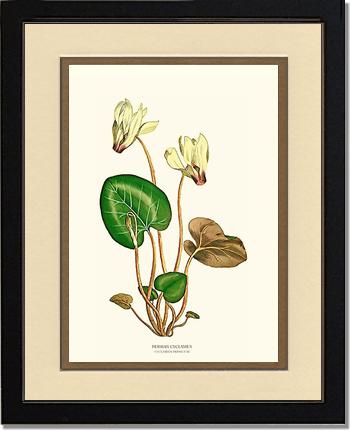 Cyclamen, Persian | Flower/Floral Art Print
