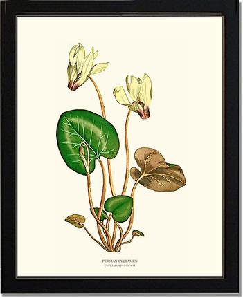 Cyclamen, Persian | Flower/Floral Art Print