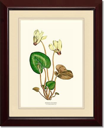 Cyclamen, Persian | Flower/Floral Art Print