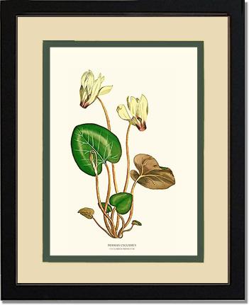Cyclamen, Persian | Flower/Floral Art Print